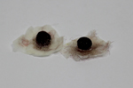 WARTS 2X300.jpg (127700 bytes)